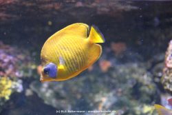 Duesseldorf Aquazoo 134