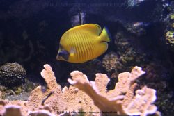 Duesseldorf Aquazoo 135