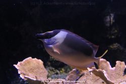 Duesseldorf Aquazoo 136