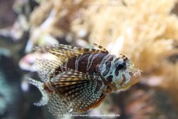 Duesseldorf Aquazoo 137