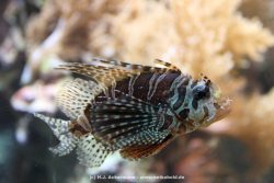Duesseldorf Aquazoo 138