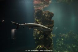 Duesseldorf Aquazoo 139