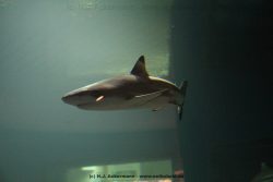 Duesseldorf Aquazoo 140