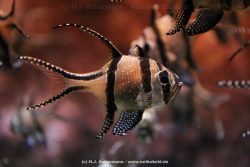 Duesseldorf Aquazoo 147
