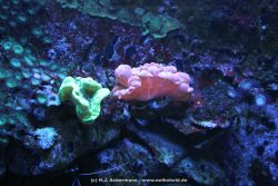 Duesseldorf Aquazoo 152