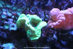 Duesseldorf Aquazoo 154