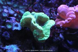 Duesseldorf Aquazoo 155