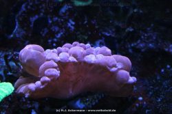 Duesseldorf Aquazoo 156
