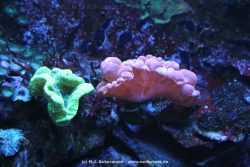 Duesseldorf Aquazoo 157