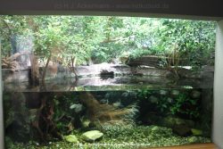 Duesseldorf Aquazoo 158