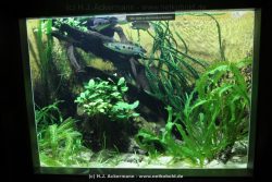 Duesseldorf Aquazoo 160