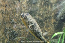 Duesseldorf Aquazoo 163
