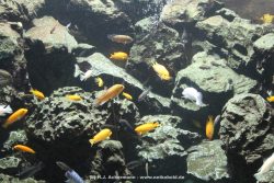 Duesseldorf Aquazoo 164