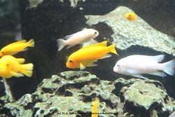Duesseldorf Aquazoo 165
