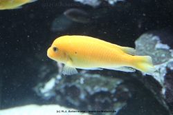 Duesseldorf Aquazoo 166