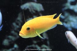 Duesseldorf Aquazoo 167