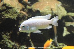 Duesseldorf Aquazoo 168