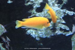 Duesseldorf Aquazoo 169