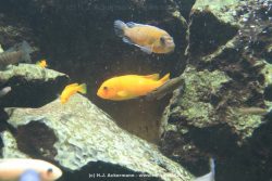 Duesseldorf Aquazoo 170
