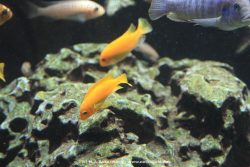 Duesseldorf Aquazoo 171