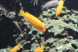 Duesseldorf Aquazoo 172