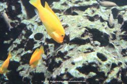 Duesseldorf Aquazoo 173