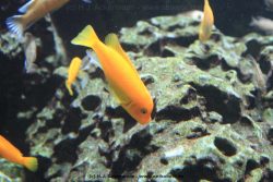 Duesseldorf Aquazoo 174