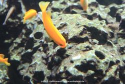 Duesseldorf Aquazoo 175