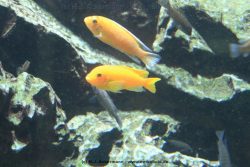 Duesseldorf Aquazoo 176