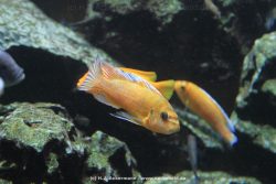 Duesseldorf Aquazoo 177