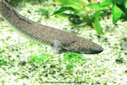 Duesseldorf Aquazoo 178