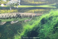 Duesseldorf Aquazoo 179