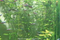 Duesseldorf Aquazoo 201