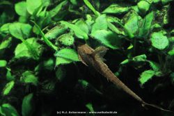 Duesseldorf Aquazoo 205