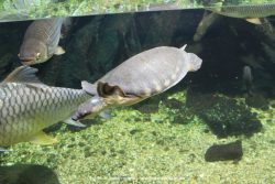 Duesseldorf Aquazoo 206