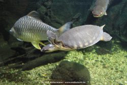 Duesseldorf Aquazoo 207