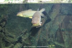 Duesseldorf Aquazoo 208