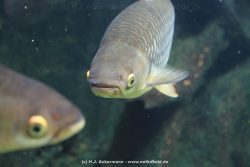 Duesseldorf Aquazoo 210