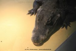 Duesseldorf Aquazoo 216