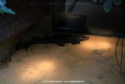 Duesseldorf Aquazoo 236