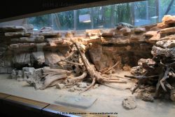 Duesseldorf Aquazoo 238