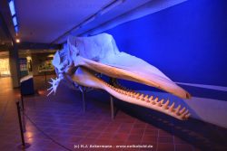 Duesseldorf Aquazoo 254