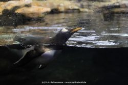 Duesseldorf Aquazoo 256