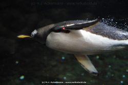 Duesseldorf Aquazoo 257