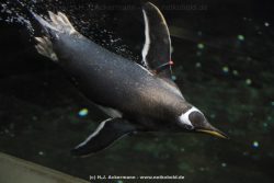 Duesseldorf Aquazoo 258