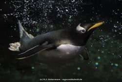 Duesseldorf Aquazoo 259