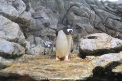 Duesseldorf Aquazoo 260