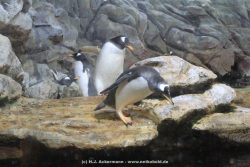 Duesseldorf Aquazoo 262