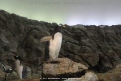Duesseldorf Aquazoo 263