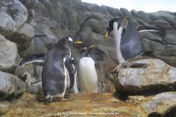 Duesseldorf Aquazoo 265